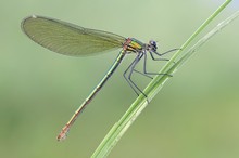 Calopteryx splendens – Gebänderte Prachtlibelle - Weibchen