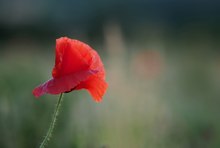 Roter Mohn...