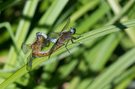 Paarungsrad der Spitzenfleck-Libellen 3
