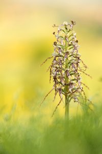 Bocks-Riemenzunge (Himantoglossum hircinum)