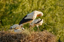 Storchenfamilie