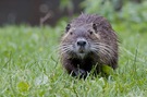 Nutria Biberratte