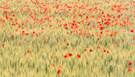 Poppy field II