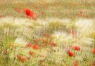 Blütenreigen im Kornfeld