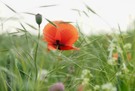 Wiese mit Mohn (Ausschnitt)