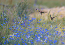 Stieglitze über dem Kornblumenfeld