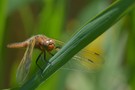 Frisch geschlüpfte Libelle - DOKU