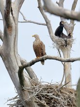 Der Seeadler ist in der Kormorankolonie ...