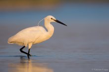 Seidenreiher (Egretta garzetta)