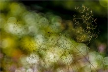 Gräser im Licht der Natur