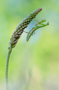 Mantis religiosa-Nymphe