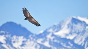 Gänsegeier in den schweizer Südalpen