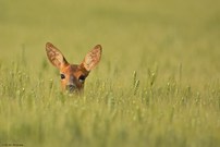Ein Blick