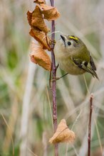 Wintergoldhähnchen