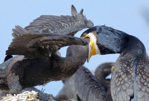 Nein, der Altvogel verschlingt sein Kind...