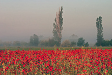 Die rote Wacholderheide