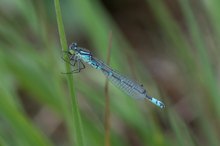 Mond-Azurjungfer