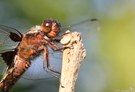 Portrait einer Plattbauch-Libelle