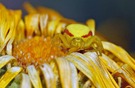 Krabbenspinne