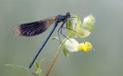 Calopteryx splendens – Gebänderte Prachtlibelle - Männchen