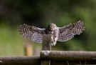 Anfliegender Steinkauz (Athene noctua)