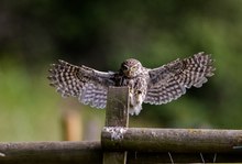 Anfliegender Steinkauz (Athene noctua)