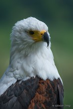 Schreiseeadler