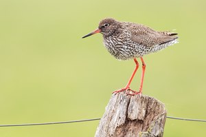 ~ Rotschenkel ~