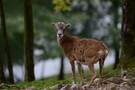 alt und weise das Leitschaf