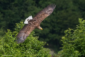 Gleitflug des Seeadlers