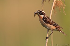 Braunkehlchen