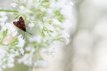 Duftrausch im Blütenmeer