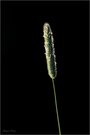 Wiesen-Lieschgras - Phleum pratensis (Poaceae)