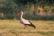 Storch