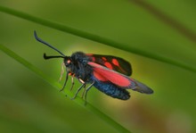 Ein Monster mit roten Augen