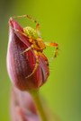 Kürbisspinne (Araniella cucurbitina)