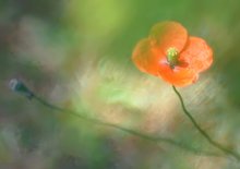 Kapsel und Blüte ....Blatt und Blüte geht ja nicht :-)