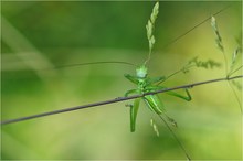 Der Wiesenritter