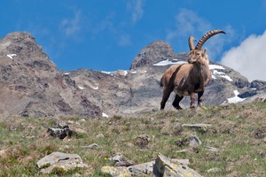 Steinbock/Gaviapass