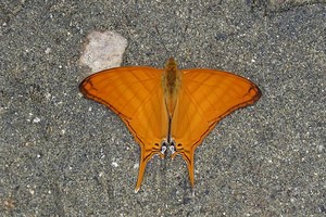 Marpesia berania