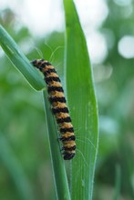 Jakobskrautbär-Raupe (Tyria jacobaeae)