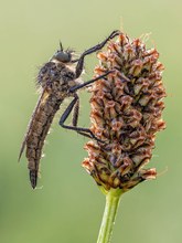 Berg-Raubfliege - Didysmachus picipes