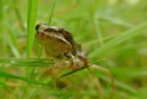 Kurios: Der Frosch mit 2 unterschiedlichen Augen ...