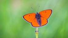 Lycaena dispar