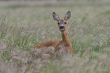 In der Wiese