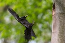 Schwarzspecht im Anflug an Bruthöhle