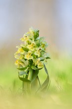 Dactylorhiza sambucina