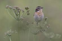 Braunkehlchen