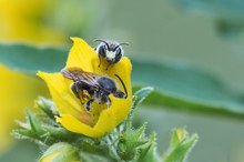 Ups, Blüte Nr. 115 ist schon besetzt