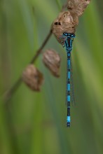 Helm-Azurjungfer (Männchen)